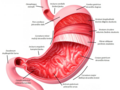 layers of stomach